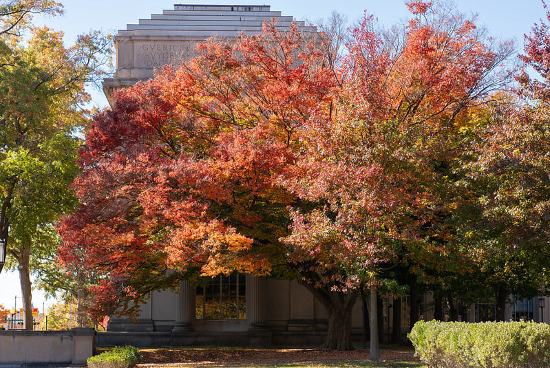 A vibrant colored tree on Killian Court-qudus shittu